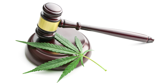 How to cope with dope: Marijuana & the Minnesota workplace